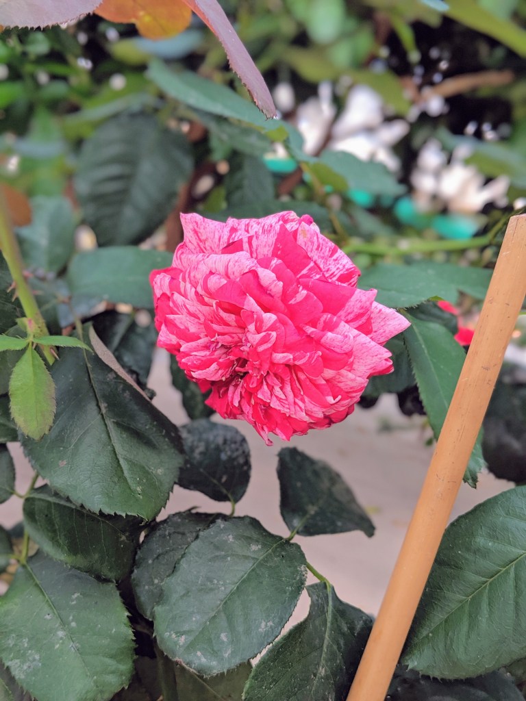 00100dPORTRAIT_00100_BURST20190517170310451_COVER