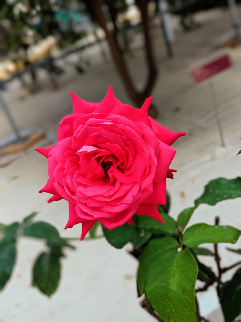 00100dPORTRAIT_00100_BURST20190517170323152_COVER